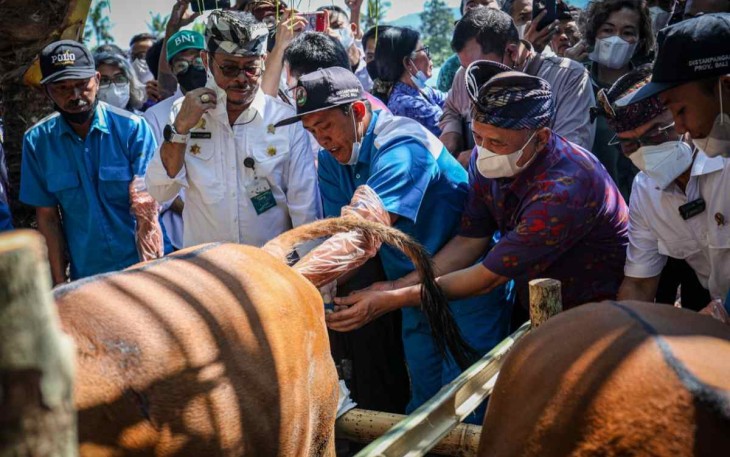 MenkopUKM Teten (baju ungu) saat meninjau sapi warga di desa Sumberklampok Buleleng Bali