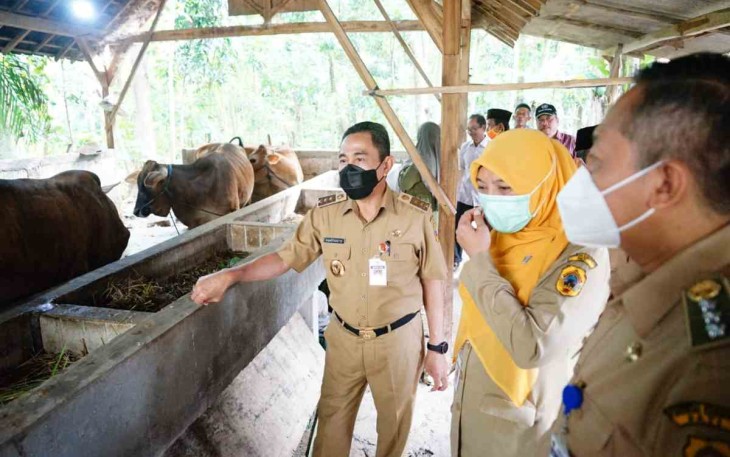 Bupati Pati turun langsung memantau PMK hewan ternak