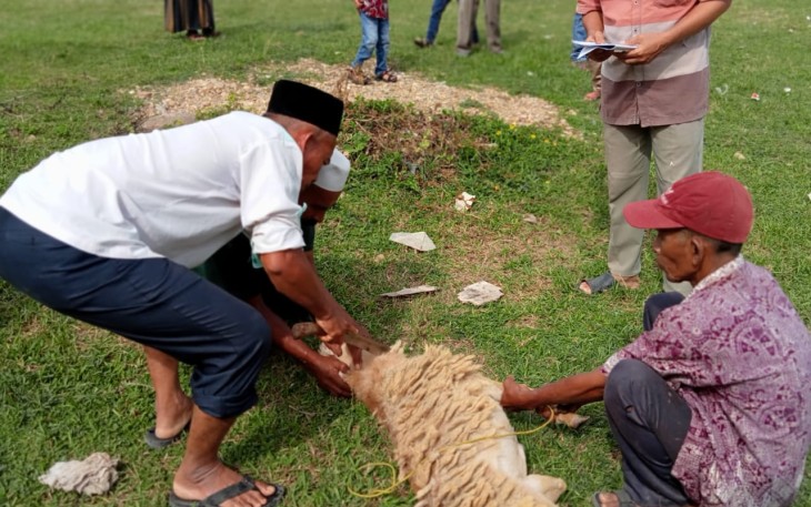 Pemotongan hewan kurban