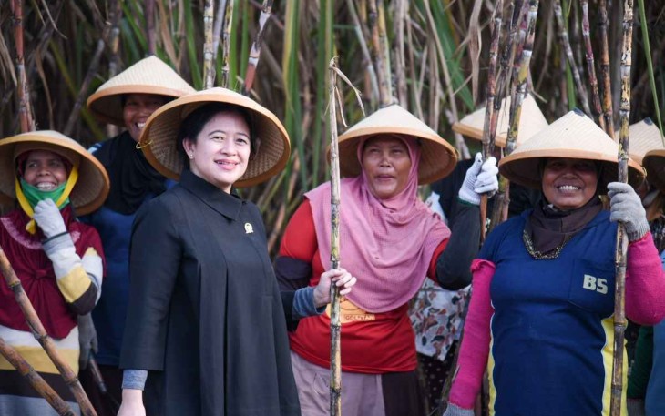 Ilustrasi saat Puan Maharani bersama petani tebu