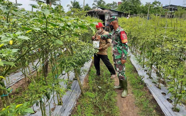 Sambangi petani cabe rawit di wilayah binaan