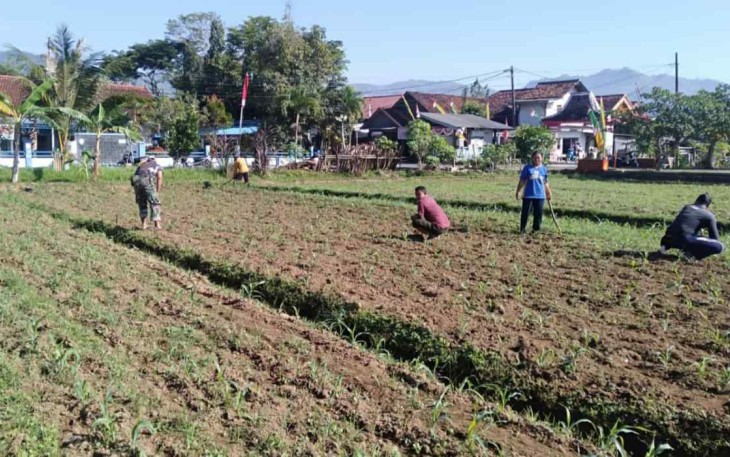 Perawatan intensif dampingi petani jagung d wilayah binaan