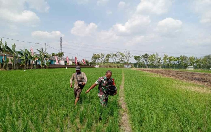 Serda Zainul saat menebarkan pupuk 
