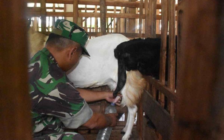 Serda Nanang saat memerah susu kambing piaraannya. Selasa (20/9)