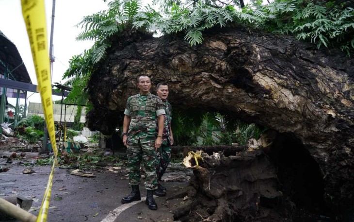 Pangdam Hasanuddin Mayjen TNI Dr. Totok Imam Santoso tinjau langsung pohon trembesi tumbang, Jum'at (23/12)