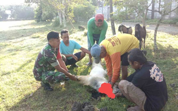 Sertu Badri dampingi penyembelihan hewan qurban 