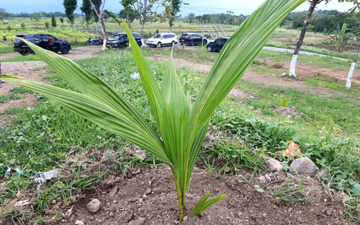 Kelapa Genjah