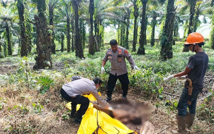 Jasad Pria Tanpa Indentitas saat Ditemukan di Perkebunan Sawit Cigudeg