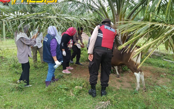 Satgas Polres MM Bersama Dinas Peternakan saat Berikan Pengobatan ke ternak