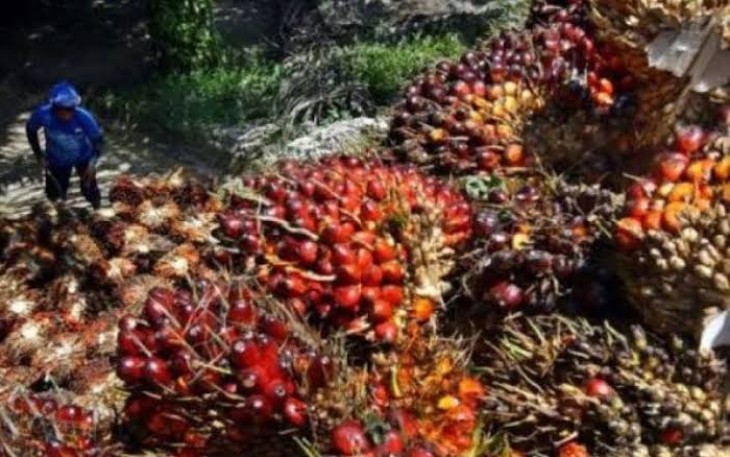 Buah Sawit
