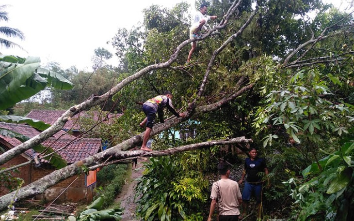 Pohon tumbang usai diterjang Angin puting beliung pada Sabtu (17/9) dini hari.