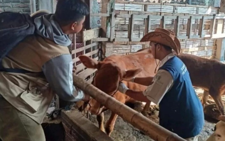 Giat vaksinasi PMK  dari tim Vaksinator Dinas Peternakan dan Kesehatan Hewan Kabupaten Tulungagung