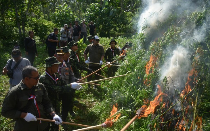 BNN RI Musnahkan Ladang Ganja di Aceh Utara