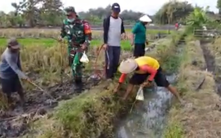 Gropyokan tikus wilayah desa binaan