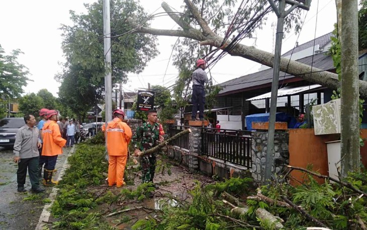 Pembersihan pohon tumbang di jalan