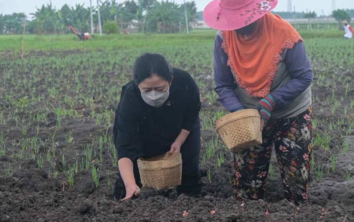 Ilustrasi Puan Maharani saat menanam bibit bersama petani