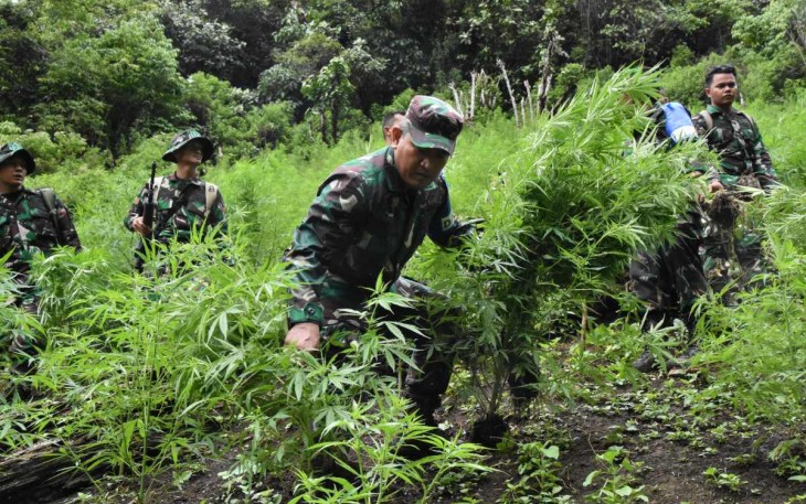 Danrem 023/KS Kolonel Inf Lukman Hakim saat di lokasi pemusnahan ladang ganja, Kamis (21/9)