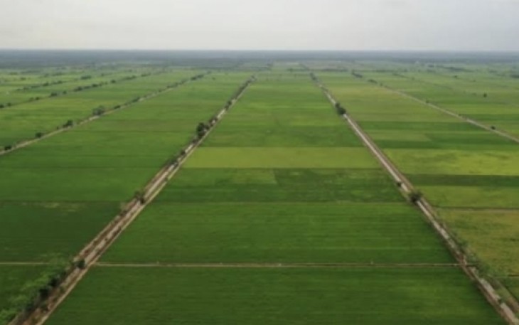 Ilustrasi lahan food estate 