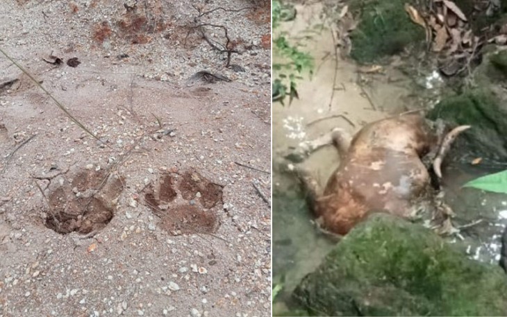 Bangkai Lembu Milik Kaya Nasution yang diduga dimangsa Binatang Buas
