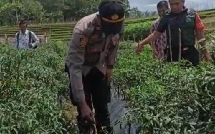 Kapolsek Kerkap Blusukan ke Lokasi Pertanian Cabai