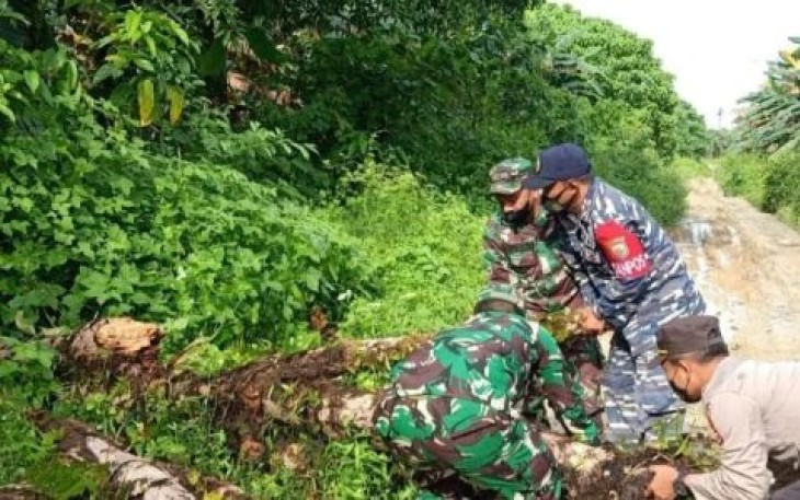 Sigap, TNI-Polri Bersihkan Pohon Tumbang di Jalan Desa Kaana Kecamatan Enggano