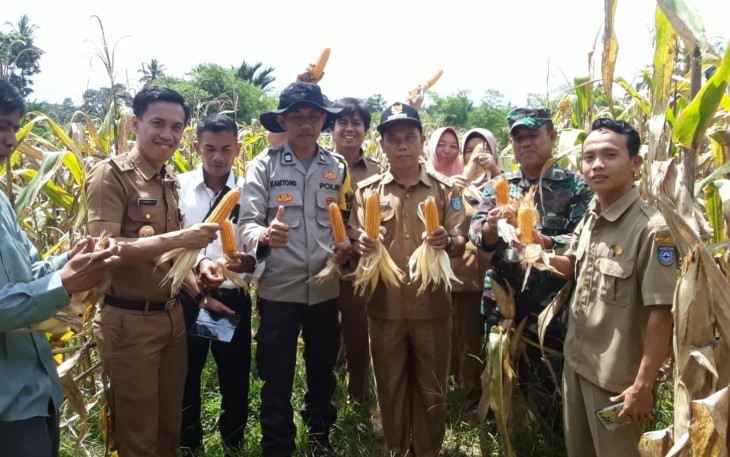 Bhabinkamtibmas Hadiri Panen Jagung Dukung Ketahanan Pangan