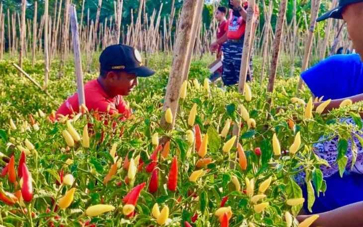 Lanudal Manado Panen Raya Perdana Cabe di Lahan Ketahanan Pangan Mini Expo