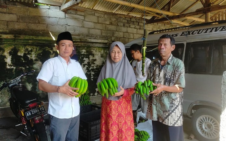 Warga Desa Sumber Jambe Ramai-ramai Panen Pisang Cavendish 