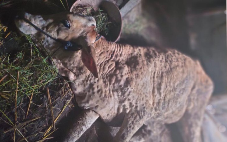 Sapi milik warga Desa Temulus kecamatan Kradenan yang terserang LSD.
