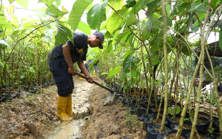 12 Ribu Pohon Jati Emas Akan Kembali Ditanam