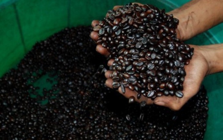 Biji Kopi Sipirok