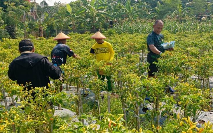 Danrem 081/DSJ Kolonel Inf H. Sugiyono terlihat sedang panen cabai di Gado-Gado Bosbow, Selasa (14/11/2023).