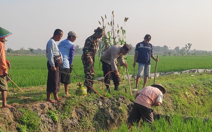 Babinsa saat Laksanakan Pendampingan Pengendalian Hama Tikus Bersama PPL 
