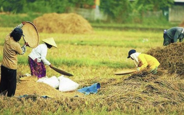Ilustrasi petani saat sortir gabah usai panen