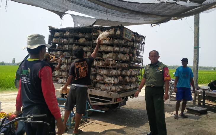 Babinsa Sertu Joko Purwantoro aktif melakukan pendampingan usaha peternakan ayam yang ada di wilayah desa binaannya