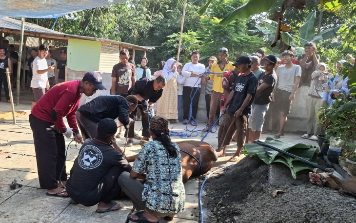 Pemotongan hewan kurban 