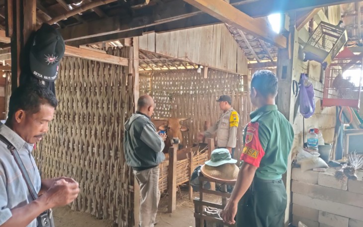 Bintara Pembina Desa (Babinsa) Koramil 04/Padas Kodim 0805/Ngawi Sertu Wijianto melaksanakan pendampingan vaksinasi Penyakit Mulut dan Kuku (PMK) pada hewan ternak sapi tepatnya di Desa Sambiroto, Kecamatan Padas, Kabupaten Ngawi, Senin (22/01/2024)