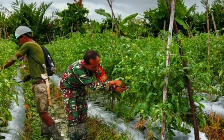 Babinsa Mapurujaya Dampingi Petani Merawat Tanaman Tomat
