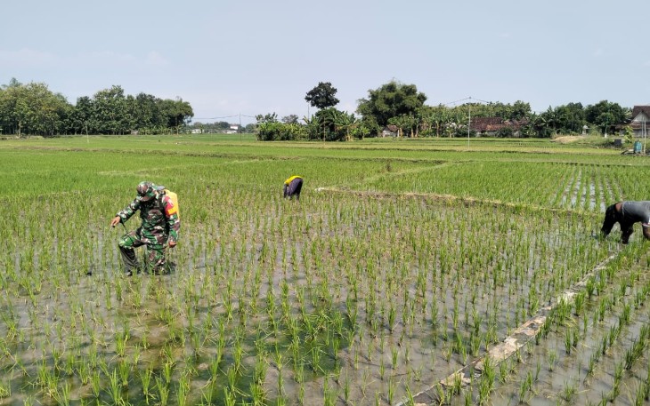 Babinsa Serma Sutikno Turun Langsing di Sawah Bersama Petani 