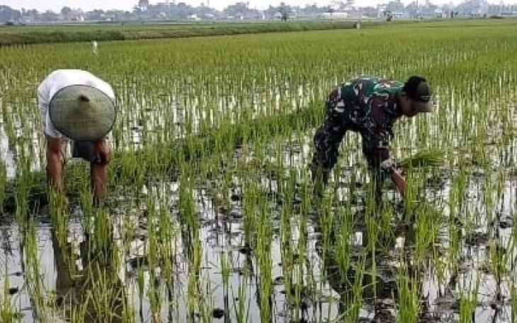 Serda Rudianto saat Lakukan Pembersihan Gulma Pada Tanaman Padi
