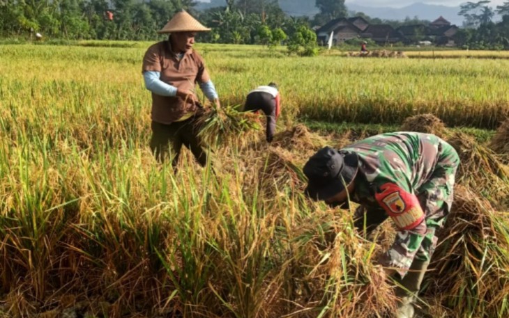 Kopka Hariyanto Dampingi Panen Padi di Lahan Warga