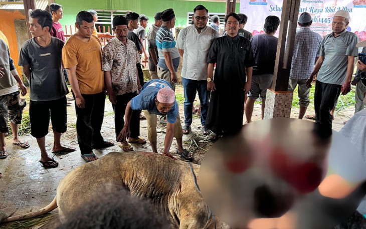 penyembelihan Sapi Qurban dari Bapak Wakapolri ini berjenis simental diserahkan kepada Badan Kesejahteraan Masjid (BKM) Mesjid Al- Iklas Kelurahan Losung Batu, Kecamatan Padangsidimpuan Utara, Kota Padangsdimpuan melalui Yayasan Insan Cita Indonesia dengan bobot hampir 600 kg.