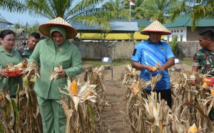 Danrem 023/KS Kolonel Inf Lukman Hakim bersama Ketua Persit saat panen jagung di desa Kalangan, Tapanuli Tengah, Selasa (27/2)