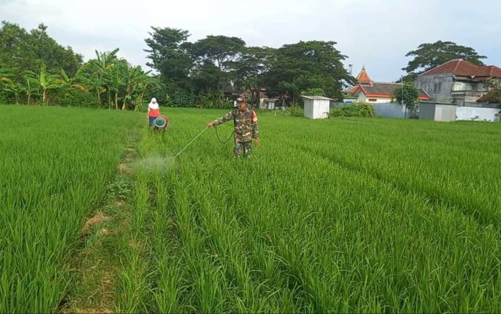 Penyemprotan fungisida d lahan pertanian warga binaan 