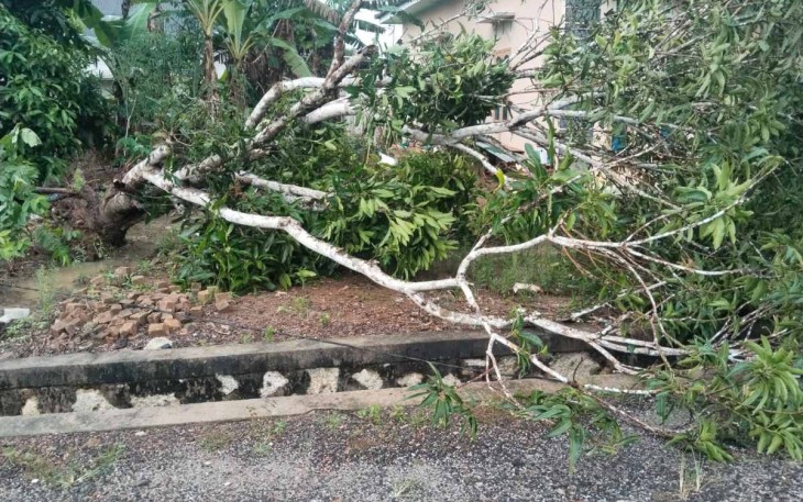 Pohon tumbang terkena angin puting beliung 