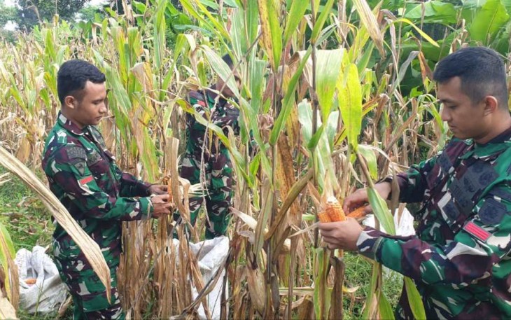 Panen jagung prajurit Yonif 509 Kostrad 