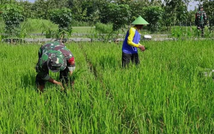 Bantu petani rawat tanaman padi di wilayah desa binaan 
