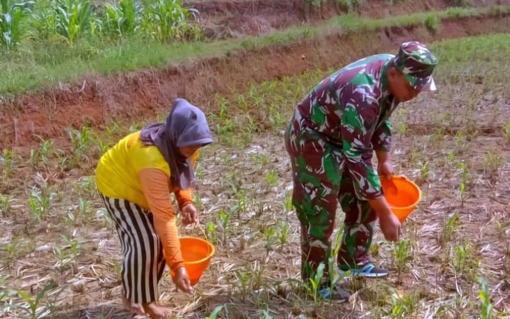 Tanam bibit jagung petani desa binaan 