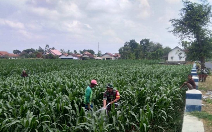 Penyiraman tanaman jagung petani wilayah desa binaan 