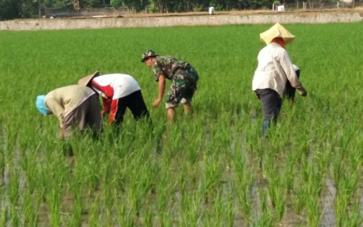Matun padi areal persawahan petani desa binaan 